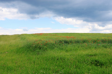 Spring field on a cloudy day