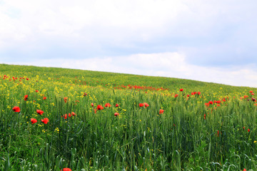 field with red poppies