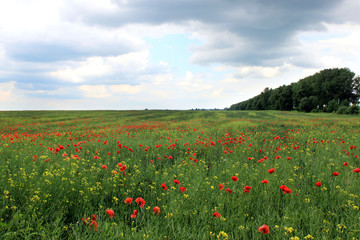field with red poppies