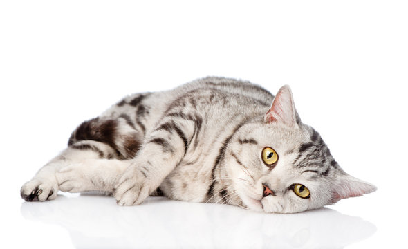 Sad scottish cat looking at camera. isolated on white background