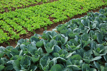 Naklejka premium variety vegetable plants in growth at vegetable garden