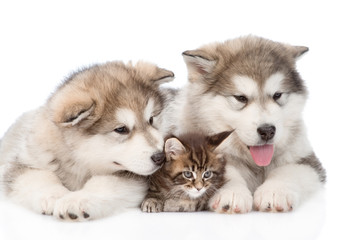 two alaskan malamute dogs and maine coon cat together. isolated