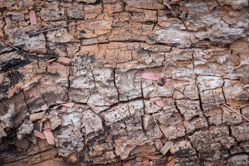 Tree Bark Texture/ Age Tree Bark Texture Background 