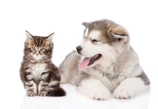 Alaskan malamute dog and maine coon cat together. focus on dog.