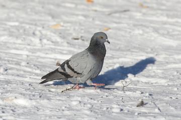 Dove is walking on the snow