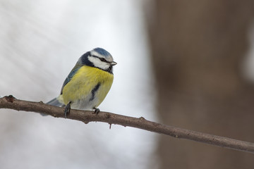 blue tit in profile