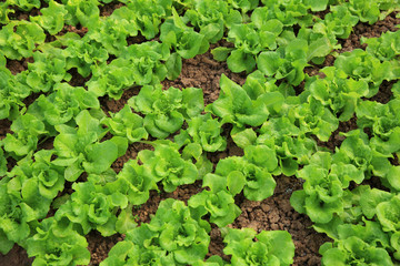 variety vegetable plants in growth at vegetable garden
