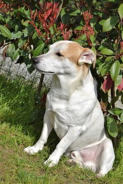 animali domestici,jack russell