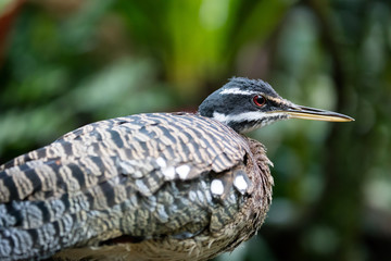 Exotischer Vogel Portrait