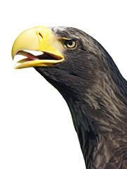 eagles head on a white background