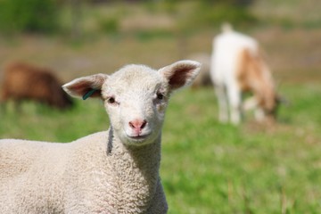Obraz premium Newborn Lamb on Pasture