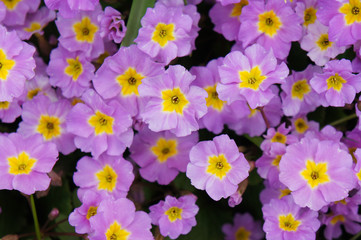 Purple primula or pruhoniciana with yellow pith