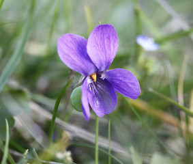 Violet flower/viola odorata/ in the garden