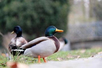 Enten im Park