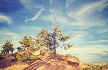 Fototapeta na wymiar Vintage stylized wooden bench under a tree, Bryce Canyon, USA.