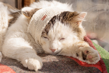 cat the patient bandaged head