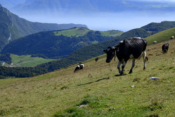 Monte Baldo, Garda lake, Italy, cows on field
