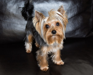 Yorkshire terrier is sitting on the black sofa