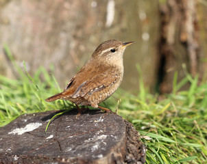 Close up of a wren on a tree trunk