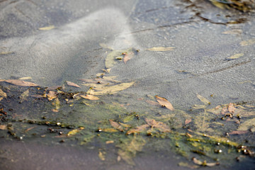 Leaves under frozen water on roof.