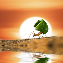 Leaf-cutter ant carrying leaf piece on sunset background