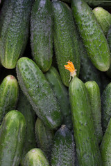 Pile of fresh green cucumbers