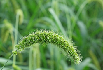 Close up of Foxtail Millet stalk with grains. Millet is used as food, fodder and for producing alcoholic beverages. India is largest producer of millet in the world.