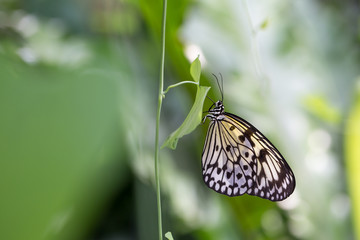 Fototapeta na wymiar beautiful butterfly on plants