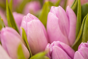Obraz na płótnie Canvas Tulips closeup