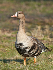 Greater white-fronted goose (Anser albifrons)