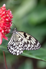 Fototapeta na wymiar white butterfly on plants