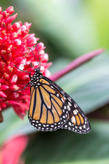 beautiful butterfly on plants