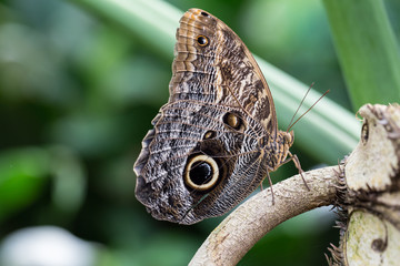 beautiful butterfly on plants