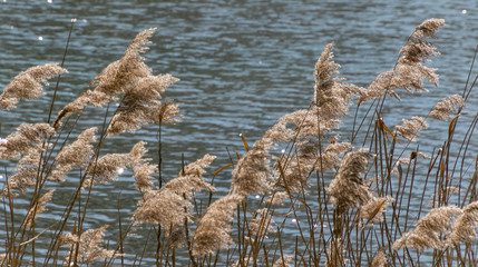 Ufezone am See mit Bewachsung, Biotop