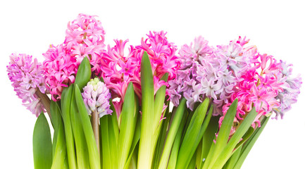 Obraz premium Pink and violet hyacinths