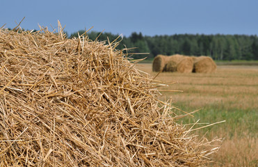 Fototapeta na wymiar Harvesting hay bales