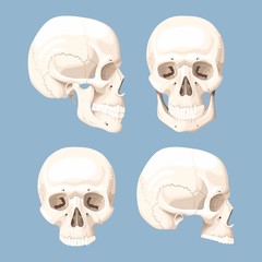 Set of human skulls