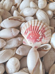 seashell background