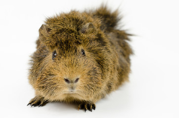 Hallo!!! (junges Meerschweinchen)