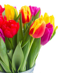 bouquet of  yellow, purple and red  tulips