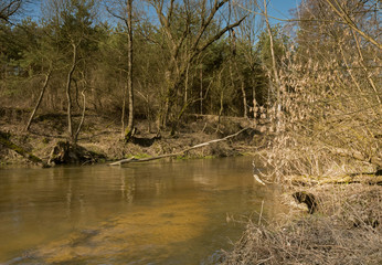 Photo of the river flowing through the forest