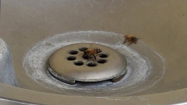 Honey Bees In Water Fountain