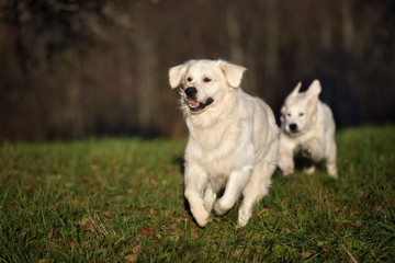 happy golden retriever dog running outdoors in spring