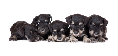 Obraz premium five schnauzer puppies lying down on white