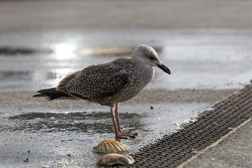Goéland argenté du premier hiver