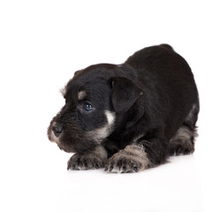 miniature schnauzer puppy bows down