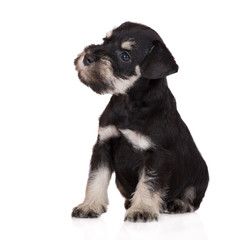 curious schnauzer puppy sitting on white