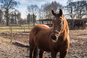 Fototapeta premium Horse on farm