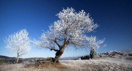 Winter mountain landscape in the Carpathians. Hoar-frost on the trees