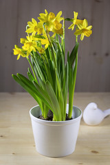 Pot of daffodils on the table